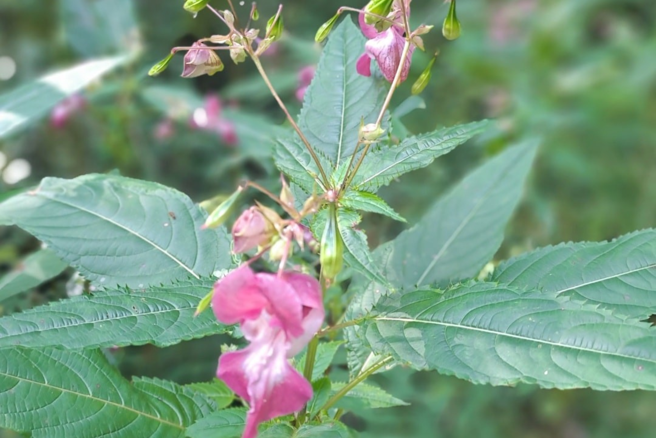 Baune Entretien Sapois